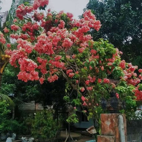 Rahasia Merawat Bunga Nusa Indah Agar Tumbuh Subur dan Menawan