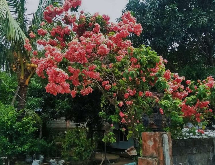 Rahasia Merawat Bunga Nusa Indah Agar Tumbuh Subur dan Menawan